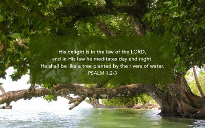 His Commandments Are Not Burdensome? Quote of Psalm 1:2-3 with a photo of a large, well-watered tree.
